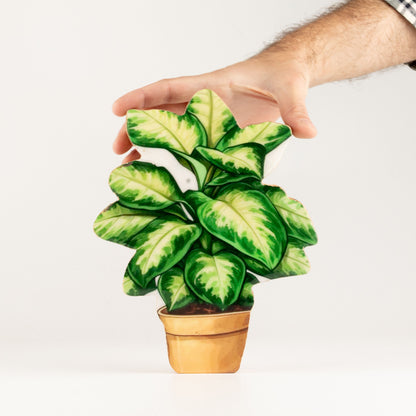 Plantas decorativas de madera - Planta de la selva mediana