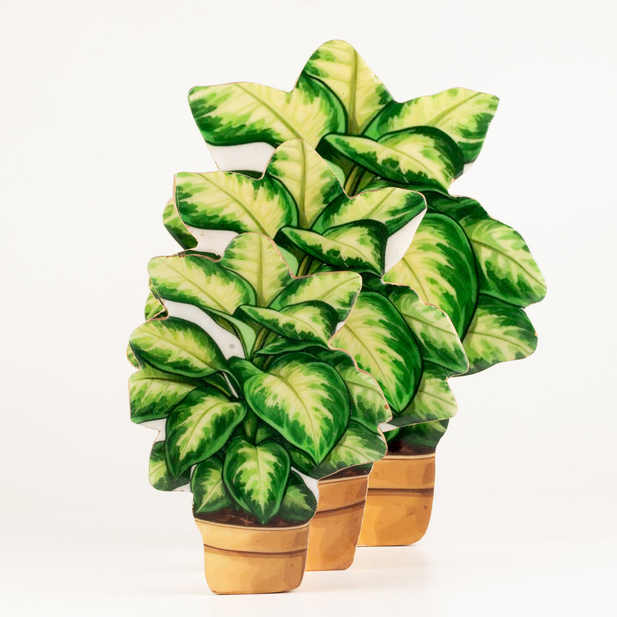 Plantas decorativas de madera - Planta de la selva mediana